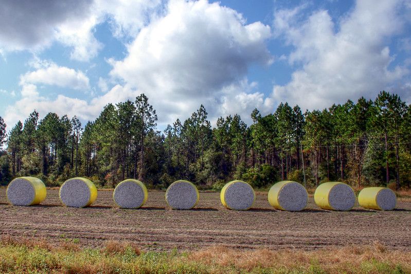 Cotton bales in a row by muffinn, licensed under CC BY 2.0