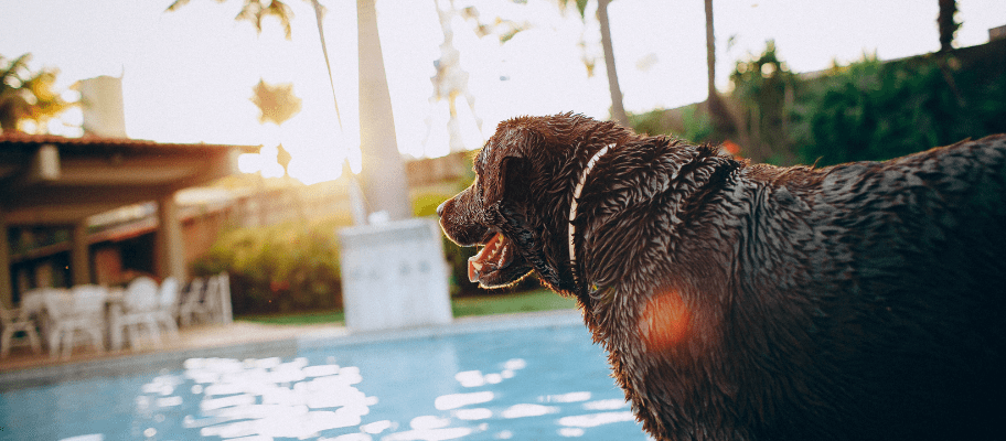 How To Make Your Hotel Pet Friendly