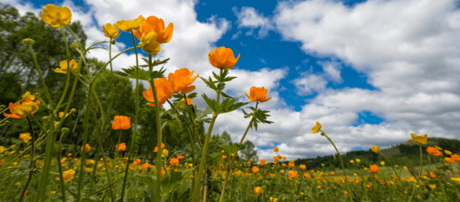 Simple Ways Your Hotel Can Welcome Spring In