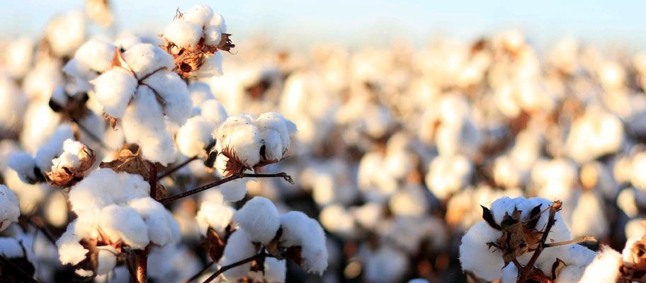 Textile Fact or Fiction? Egyptian Cotton Explained