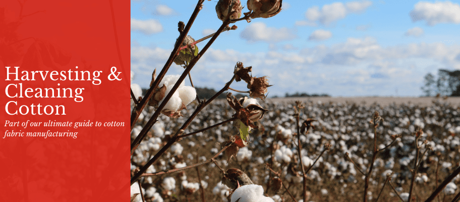 Cotton Harvest Time: Learn When To Harvest Cotton Grown At Home