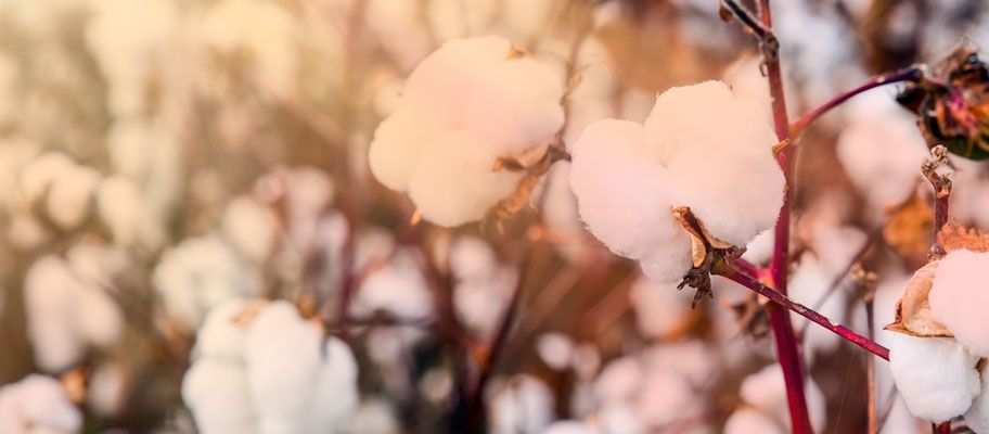 Overcoming Cotton Confusion: A Breakdown of Different Types of Cotton